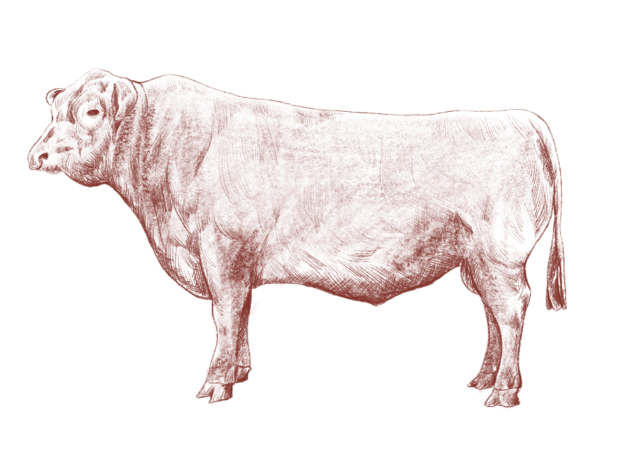 Urban Wagyu_Desktop Website_Assets-02 Urban Wagyu_Desktop Website_Assets-02